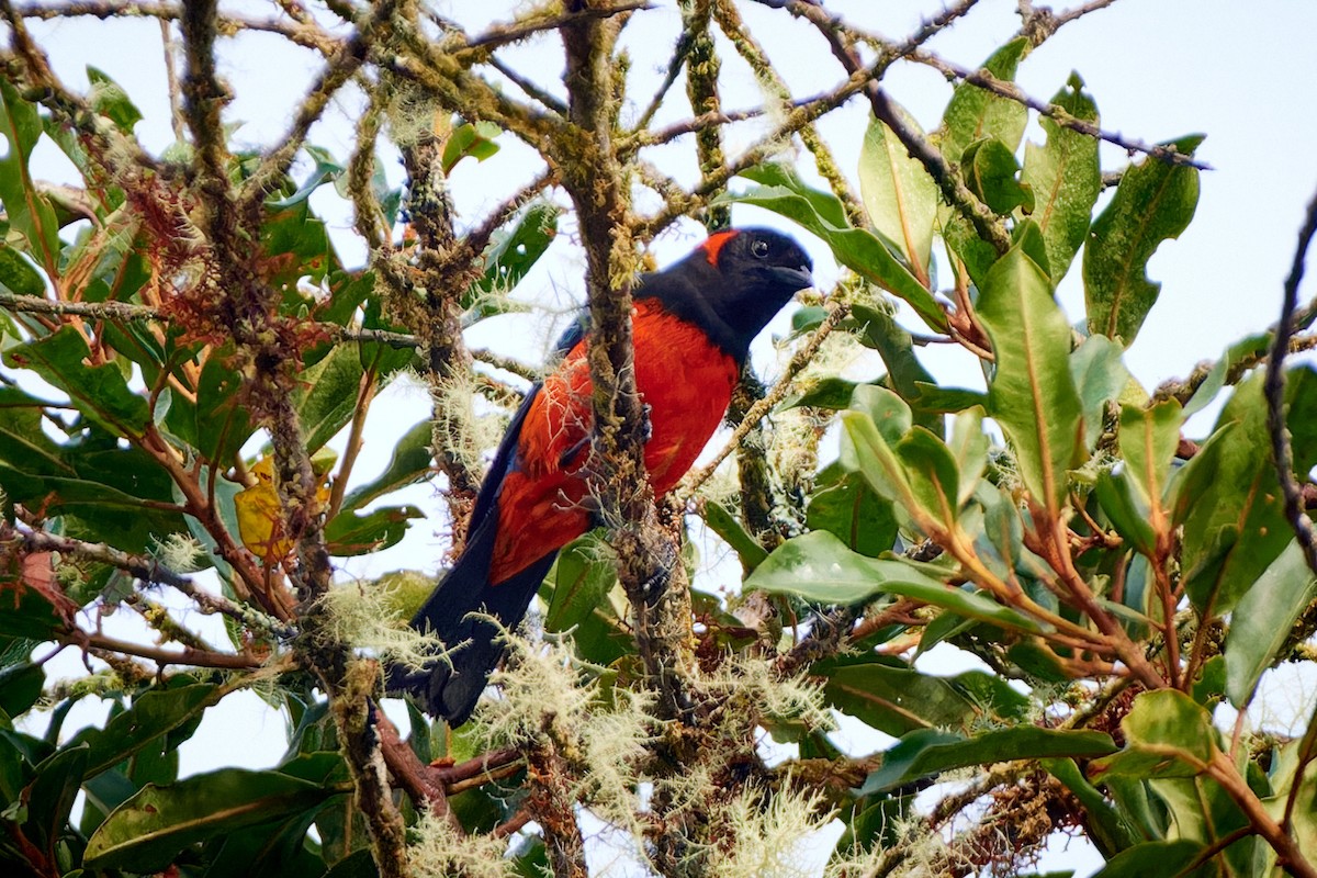 Scarlet-bellied Mountain Tanager - ML612716159