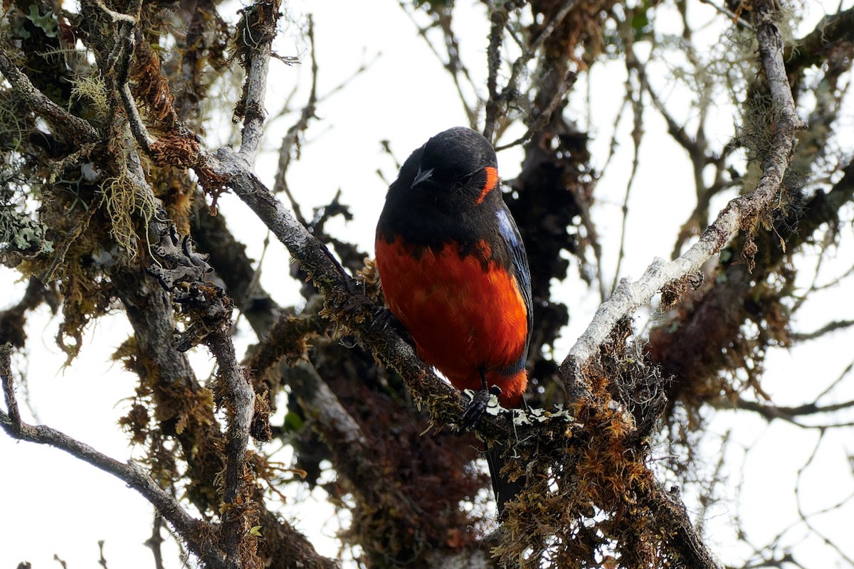 Scarlet-bellied Mountain Tanager - ML612716160