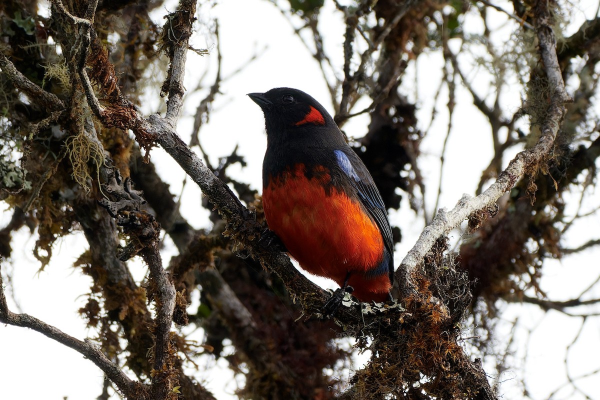 Scarlet-bellied Mountain Tanager - ML612716161
