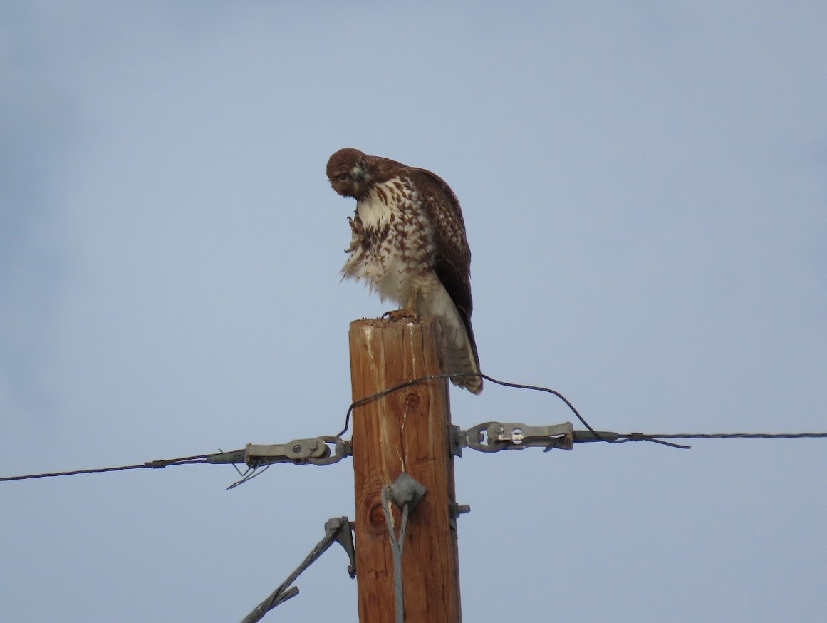 Red-tailed Hawk - ML612716221