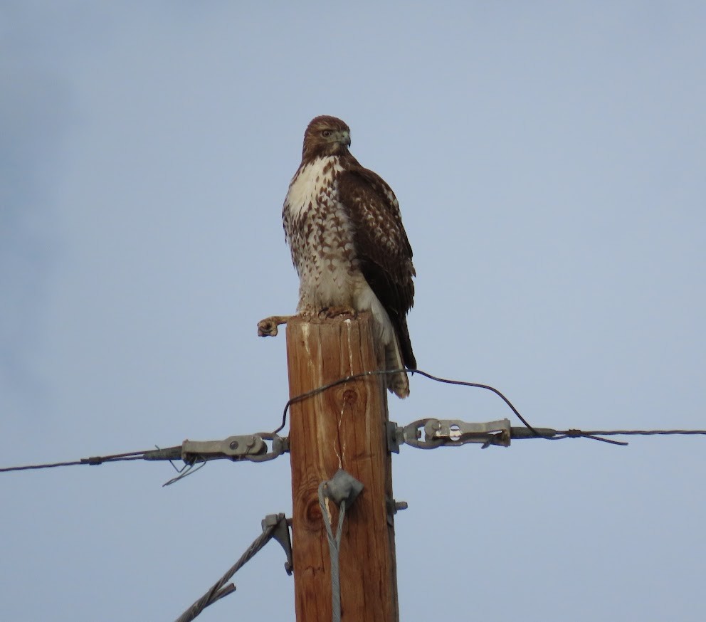 Red-tailed Hawk - ML612716223