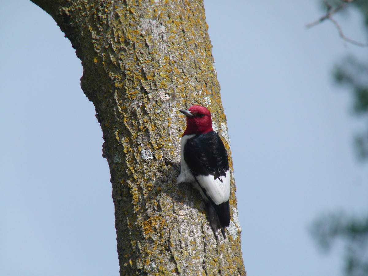 Red-headed Woodpecker - ML612716331