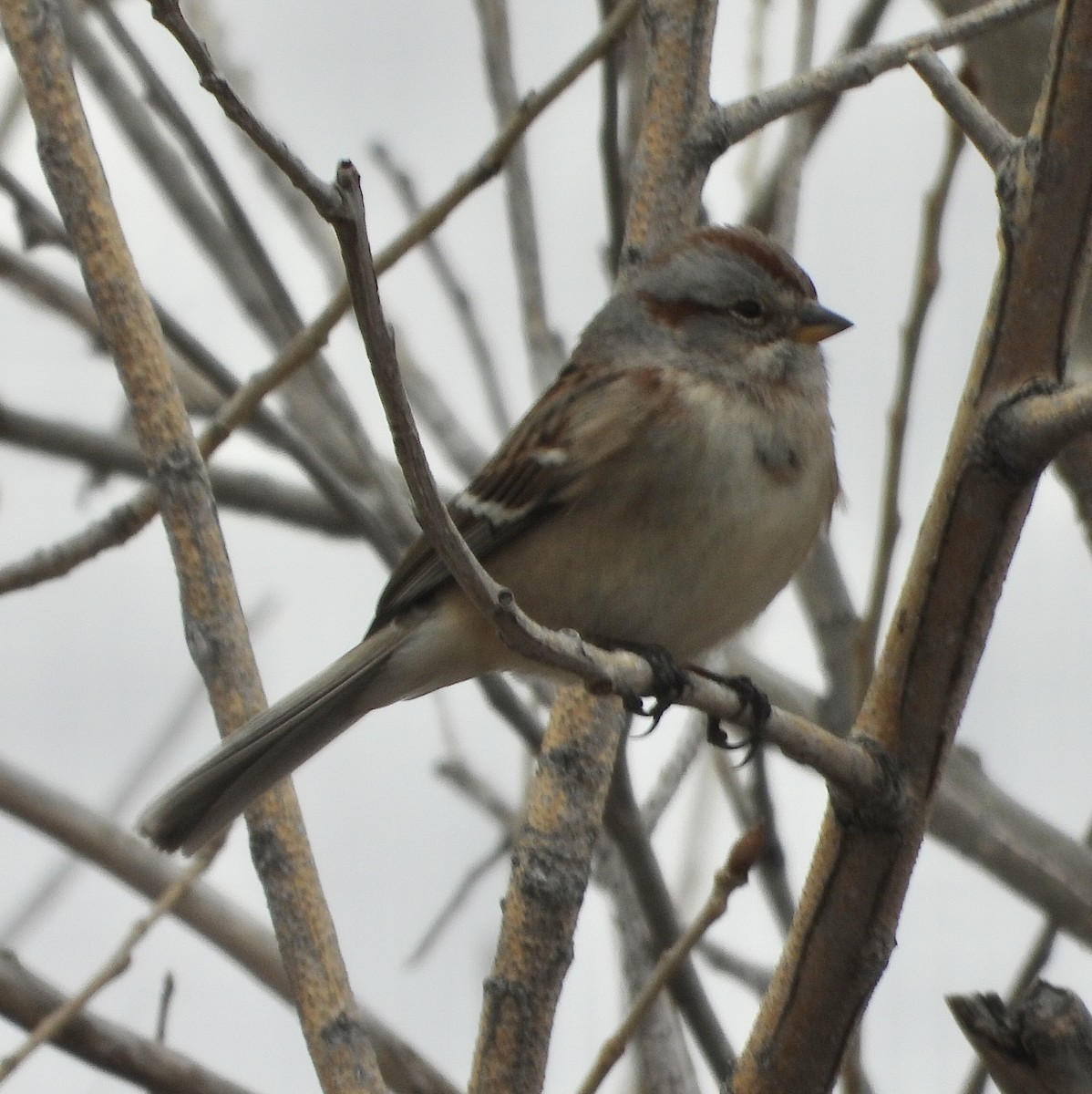 American Tree Sparrow - ML612716402