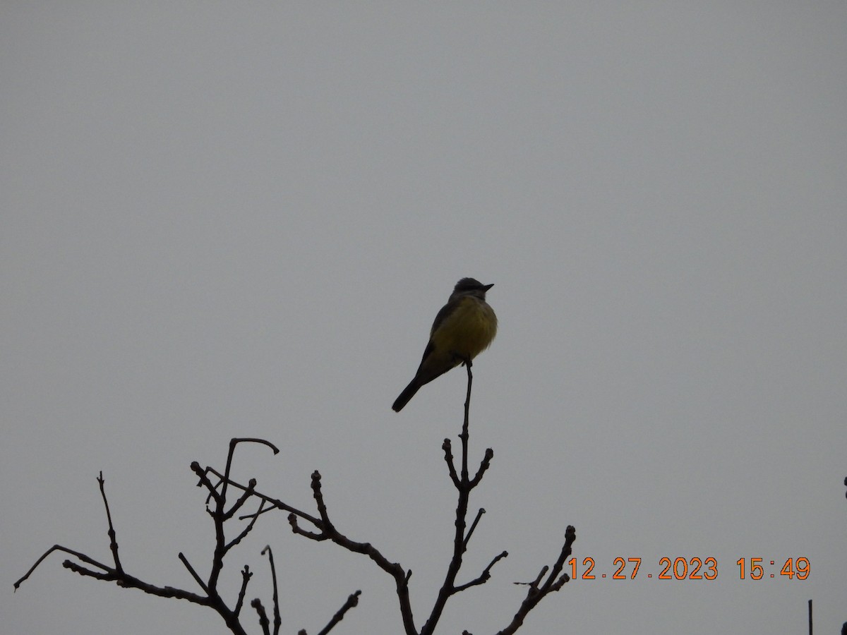 eBird Checklist 27 Dec 2023 Cape Cod National SeashoreSalt Pond