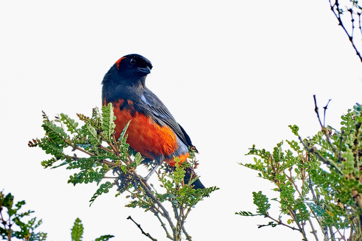 Scarlet-bellied Mountain Tanager - ML612716901
