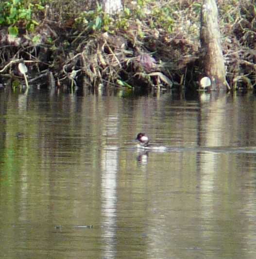 Ebird Checklist 27 Dec 2023 Wakulla River Shadeville Rd 18 Species