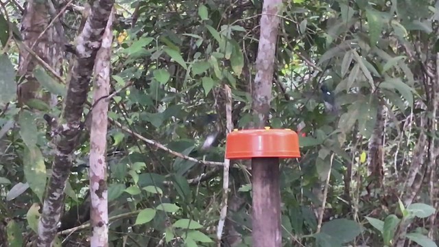 kolibřík bělokrký - ML612717019