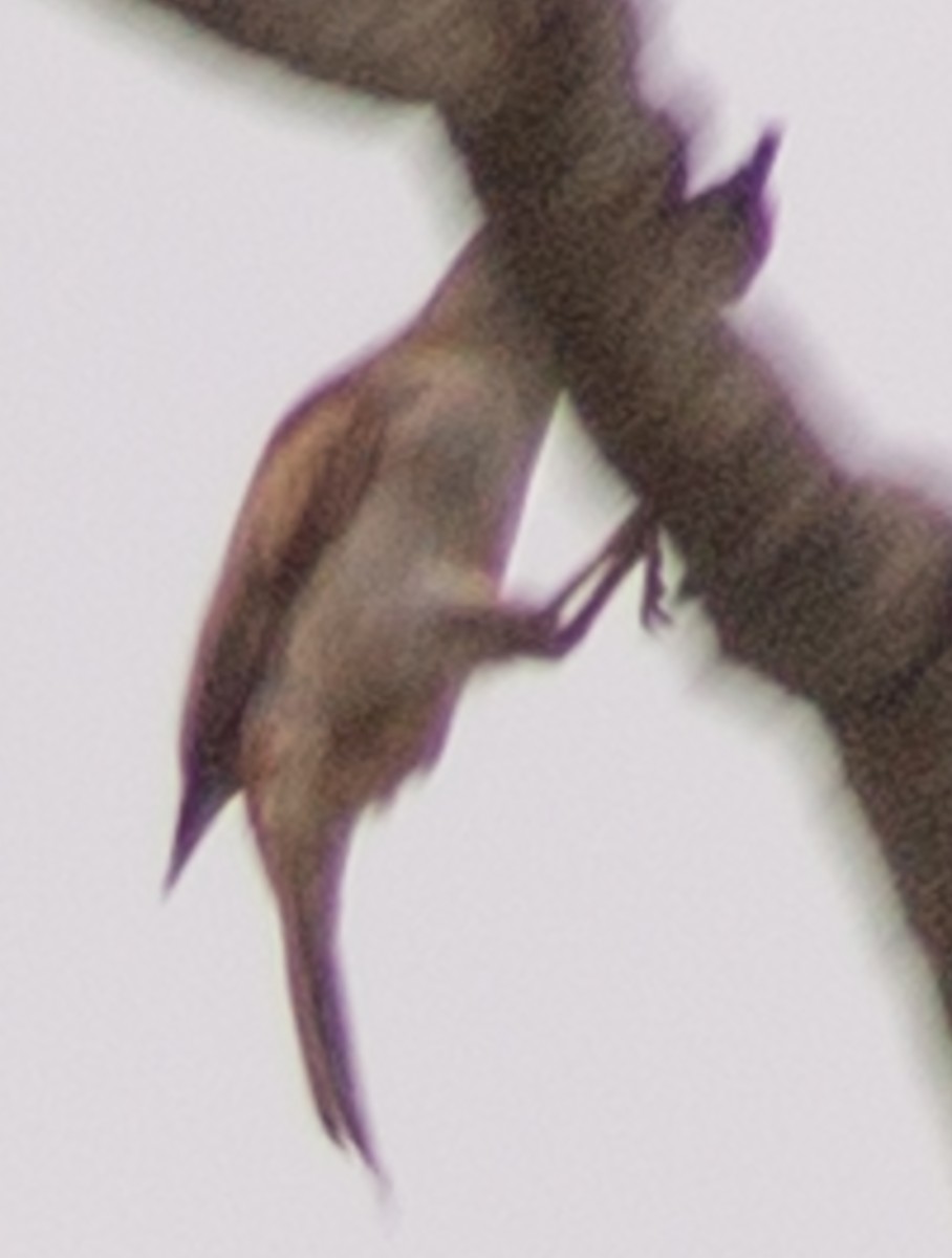 tanımsız Passeriformes sp. - ML612717171
