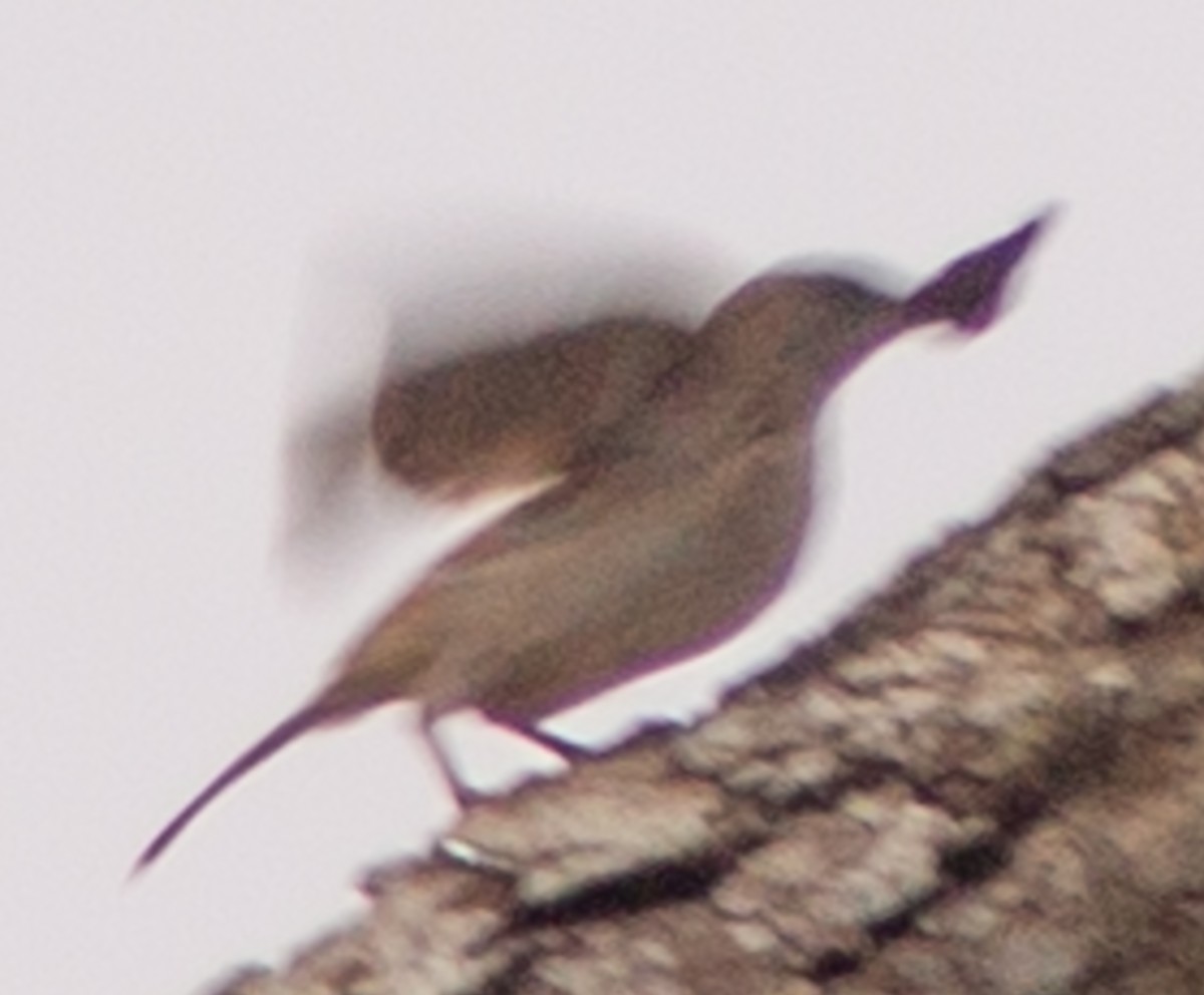 ub. spurvefugl (Passeriformes sp.) - ML612717172