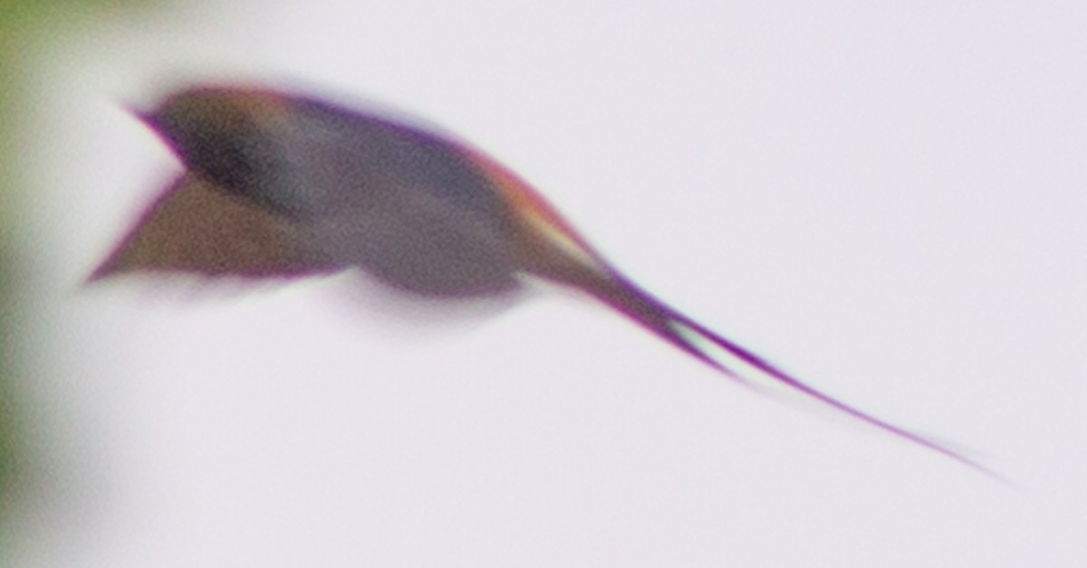 Lesser Striped Swallow - ML612717178