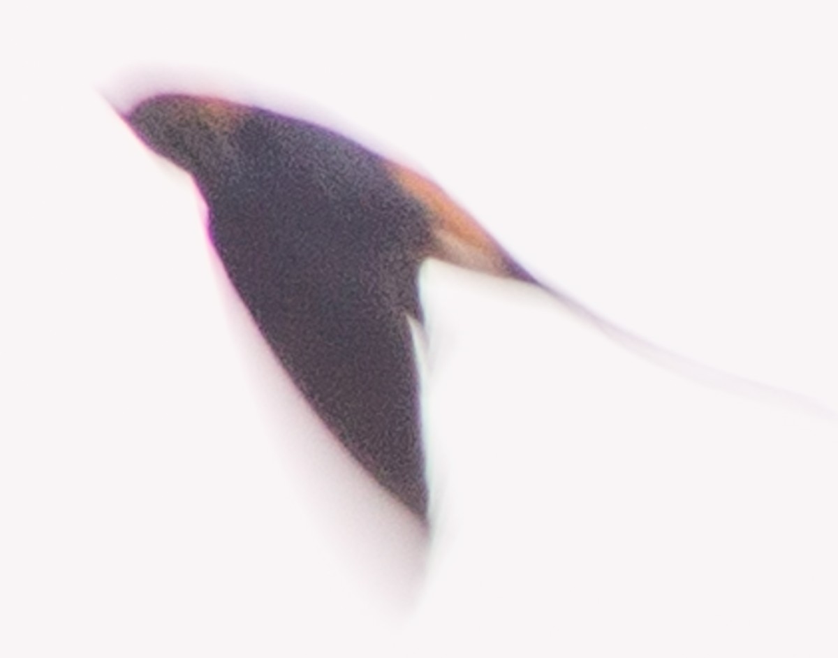 Lesser Striped Swallow - ML612717179