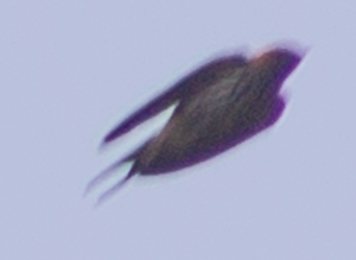 Lesser Striped Swallow - ML612717181
