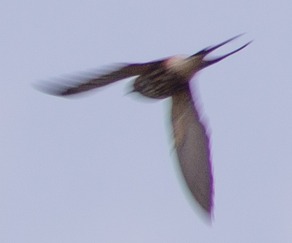 Lesser Striped Swallow - ML612717182