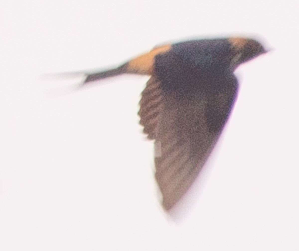 Lesser Striped Swallow - ML612717183