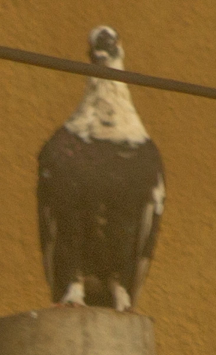 Rock Pigeon (Feral Pigeon) - ML612717192