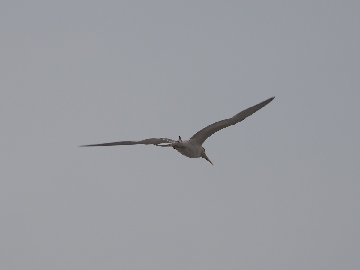West African Crested Tern - ML612717415