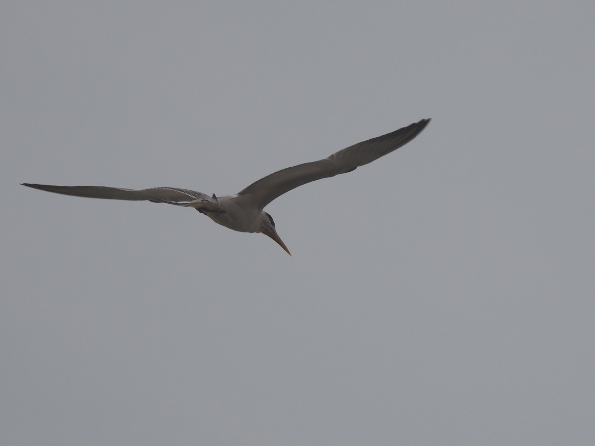 West African Crested Tern - ML612717417
