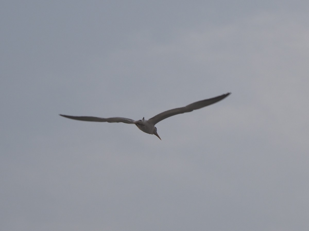 West African Crested Tern - ML612717418