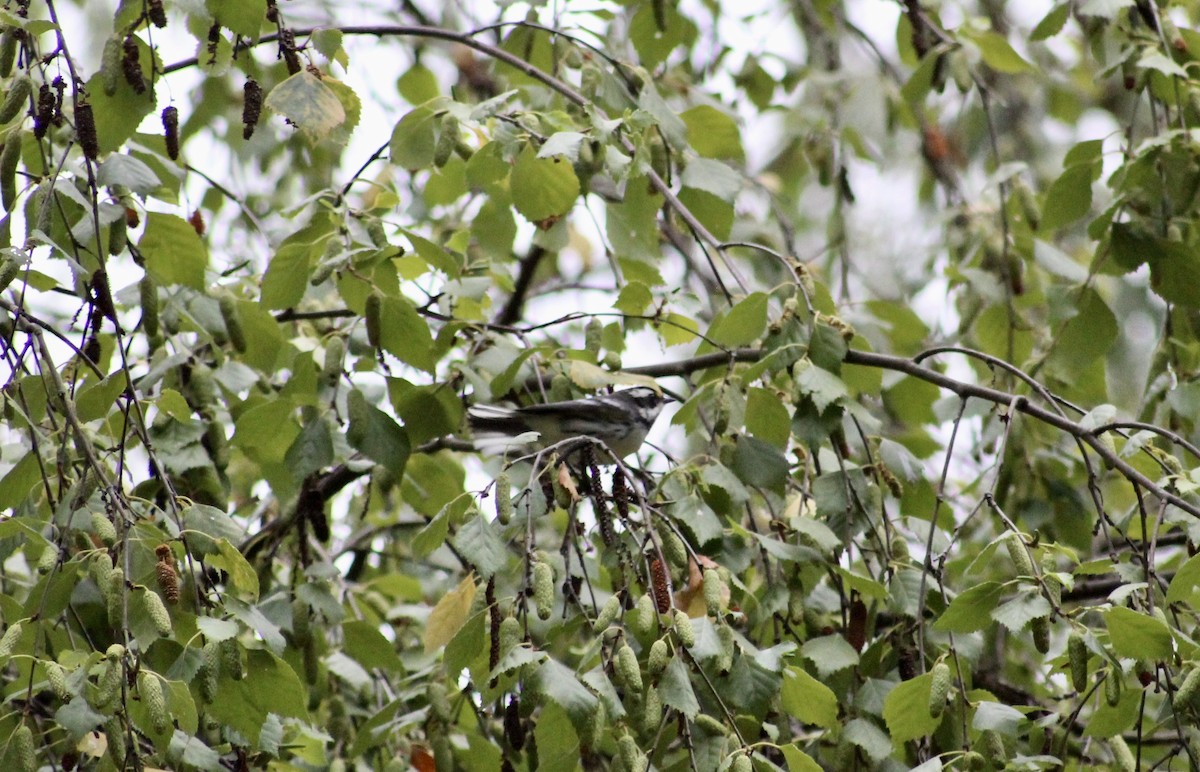 Black-throated Gray Warbler - ML612717468