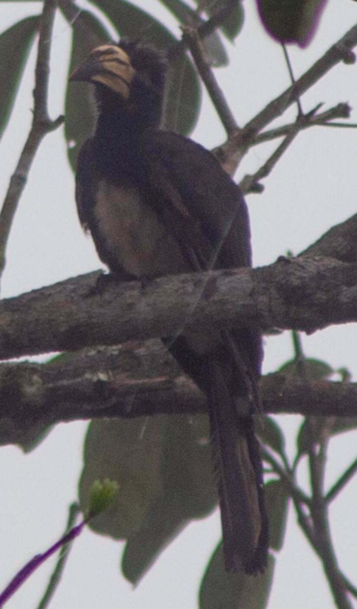 Congo Pied Hornbill - ML612717521