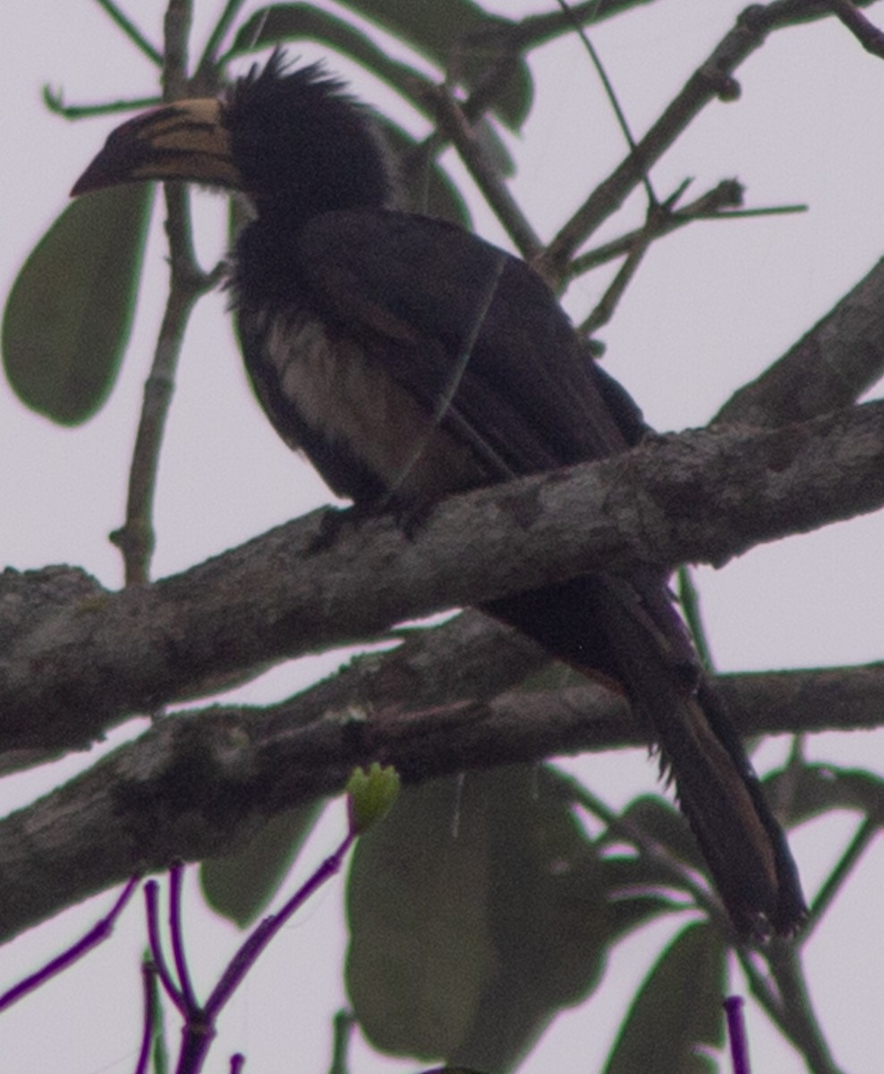 Congo Pied Hornbill - ML612717522