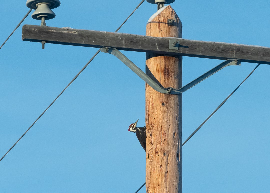 Pileated Woodpecker - ML612717814