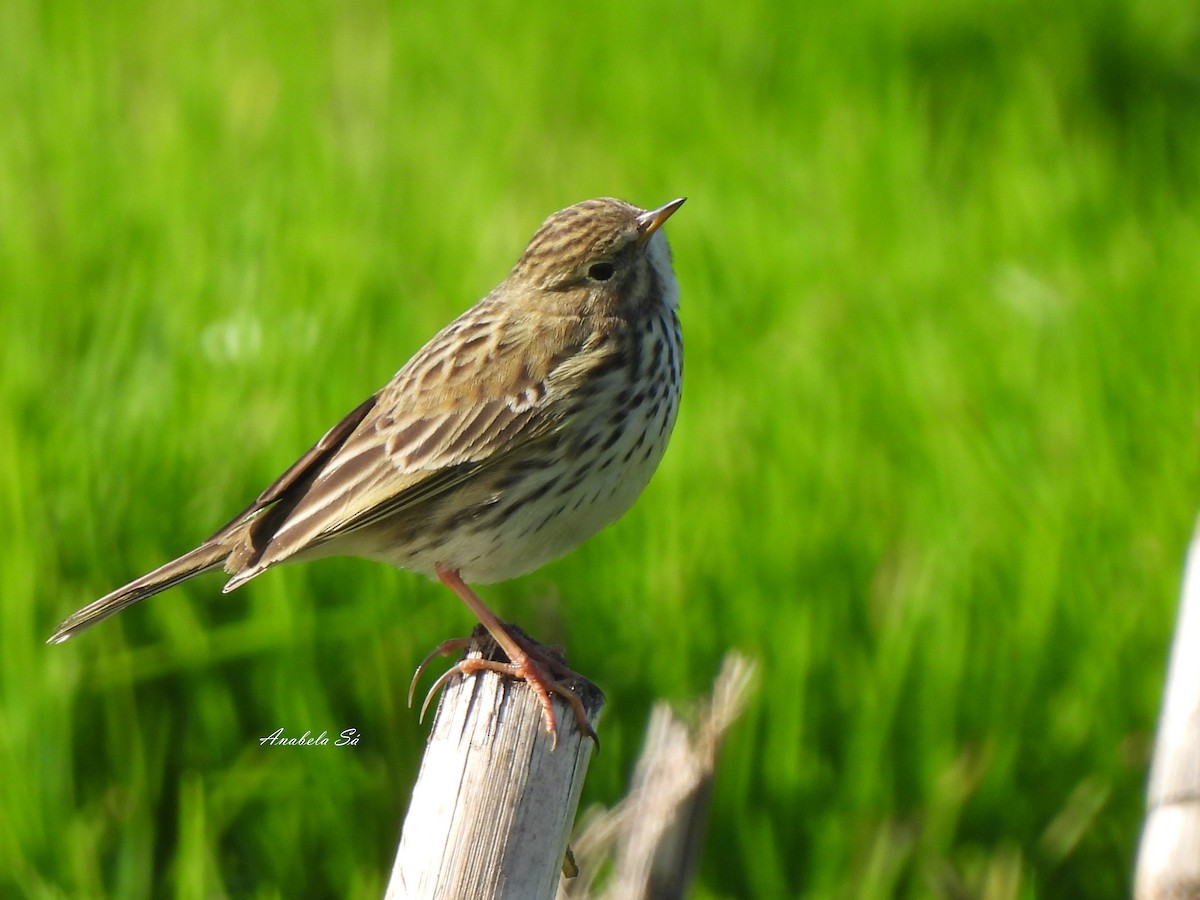 Meadow Pipit - ML612717833