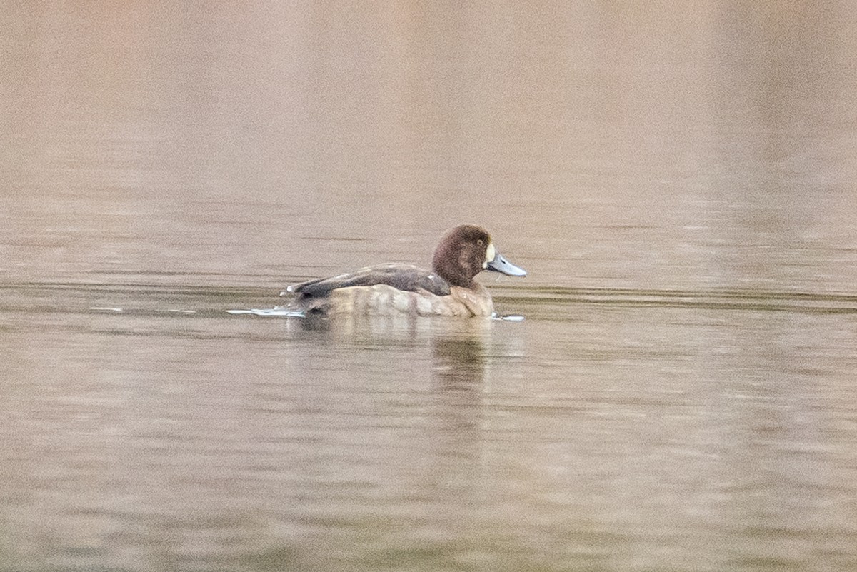 Greater Scaup - ML612717993