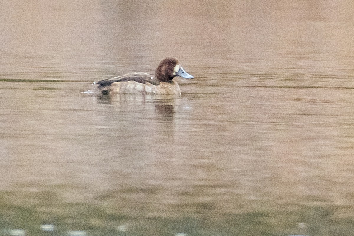 Greater Scaup - ML612717994