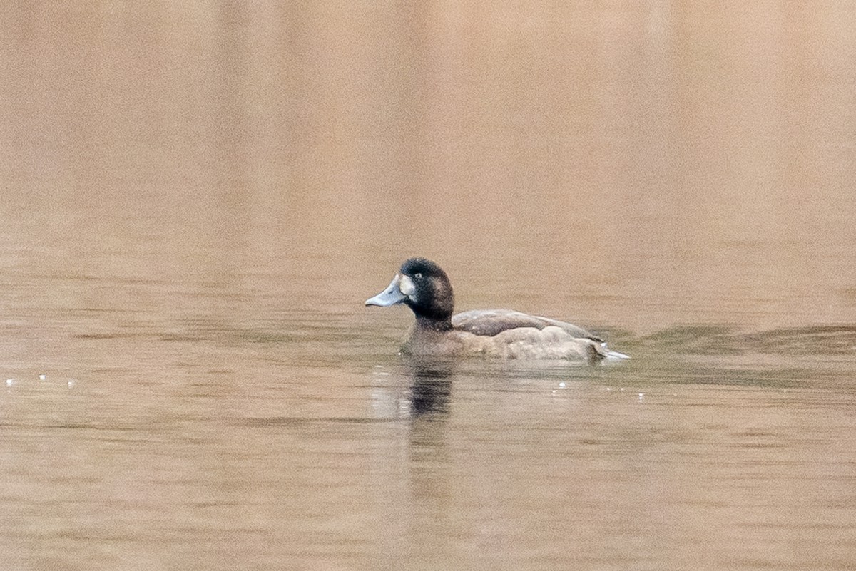 Greater Scaup - ML612717995