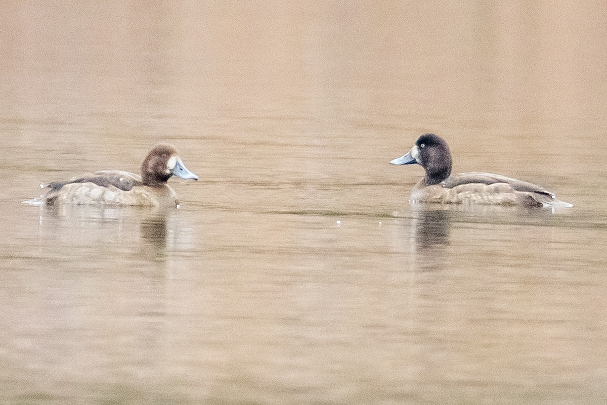 Greater Scaup - ML612717996