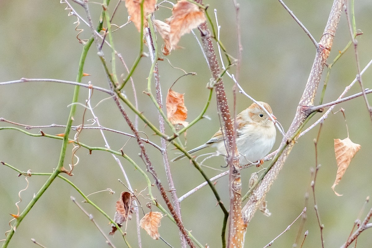 Field Sparrow - Andrew Hrycyna