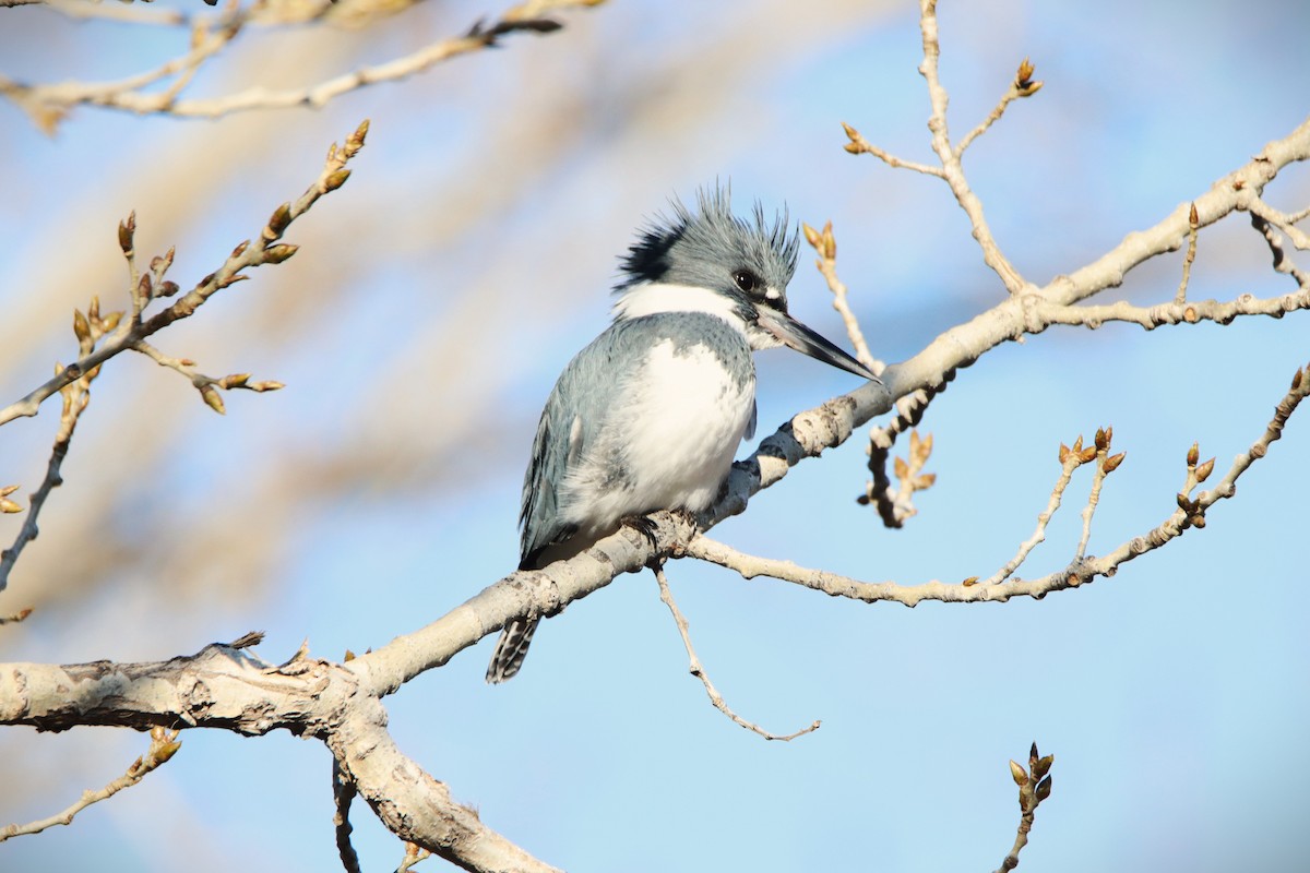 Belted Kingfisher - ML612718211