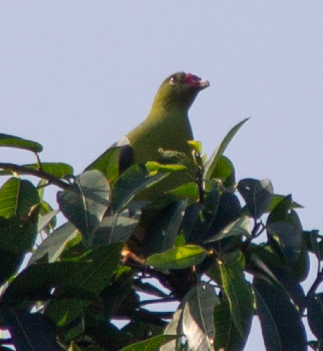 African Green-Pigeon - ML612718263