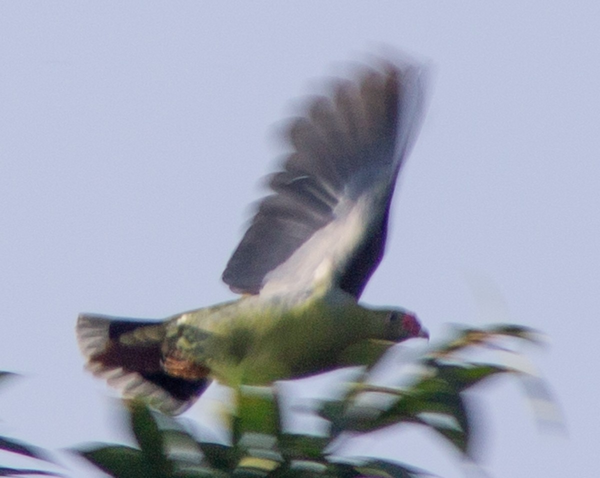 African Green-Pigeon - ML612718265