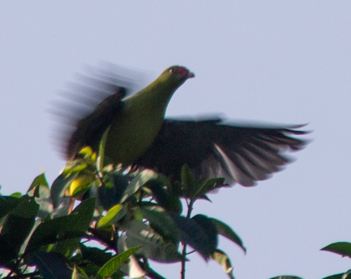 African Green-Pigeon - ML612718266