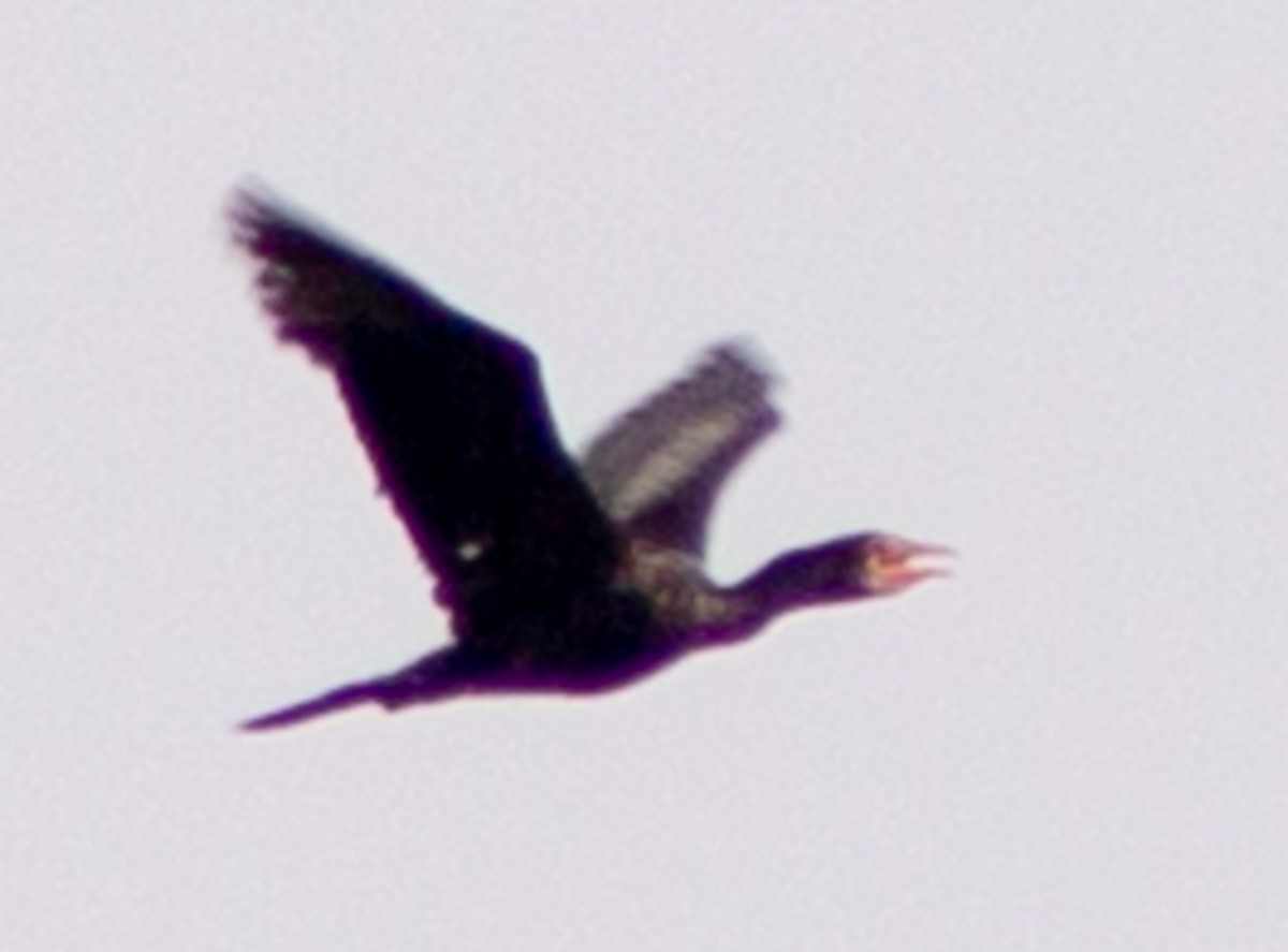 Long-tailed Cormorant - ML612718388