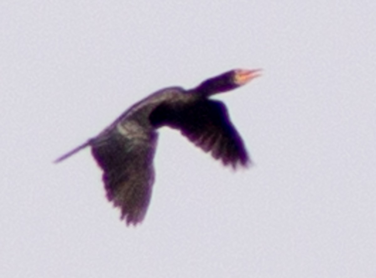 Long-tailed Cormorant - ML612718389