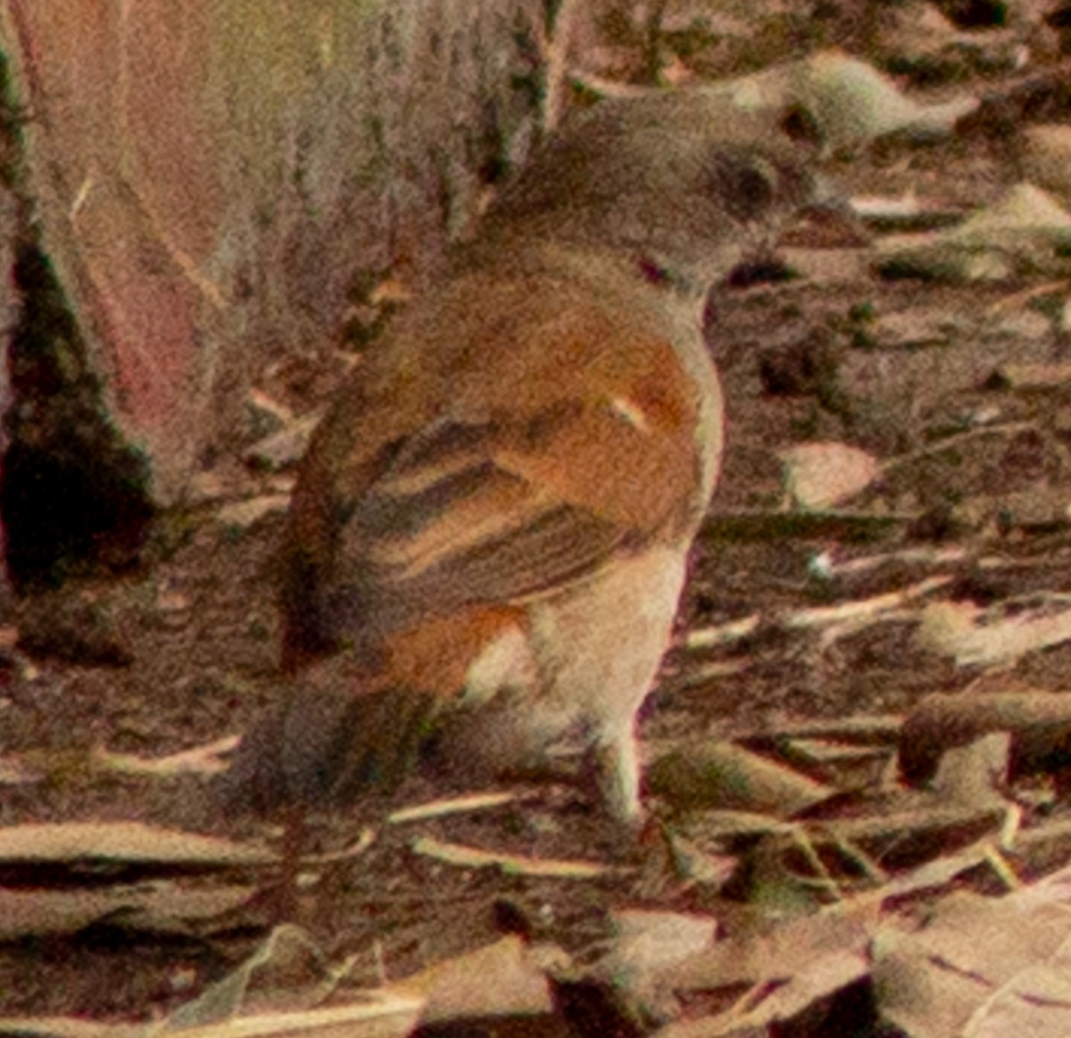 Northern Gray-headed Sparrow - ML612718403