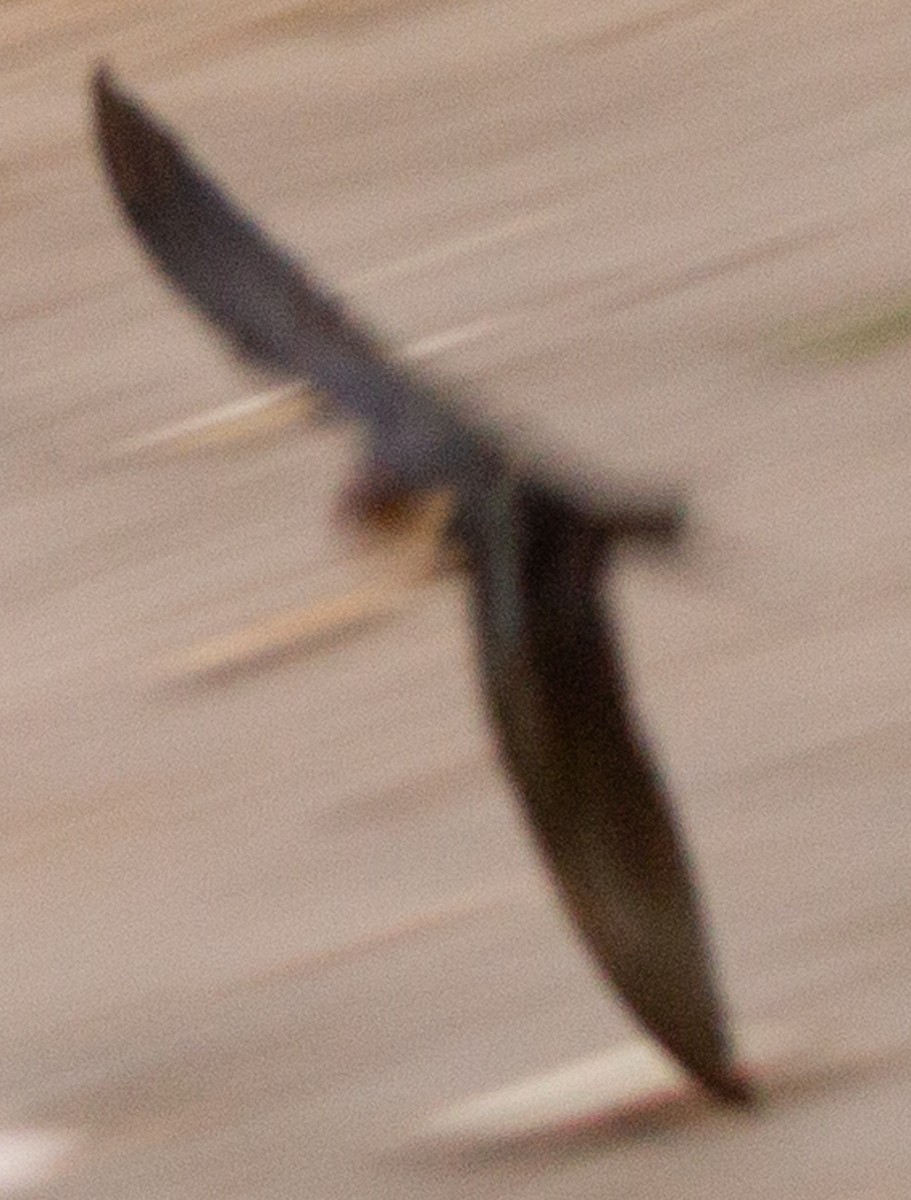 Ethiopian Swallow - ML612718408