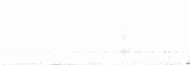 White-tipped Quetzal - ML612718414
