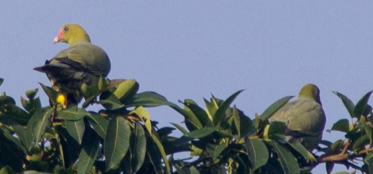 African Green-Pigeon - ML612718440