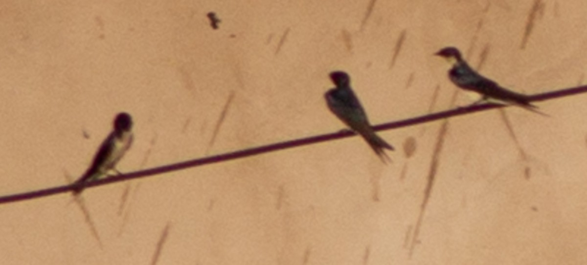 Ethiopian Swallow - ML612718458