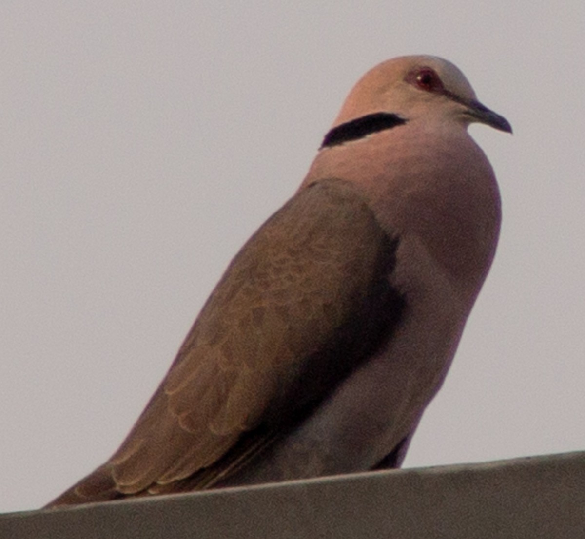 Red-eyed Dove - ML612718463