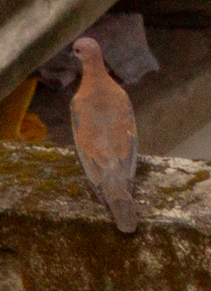 Laughing Dove - ML612718468