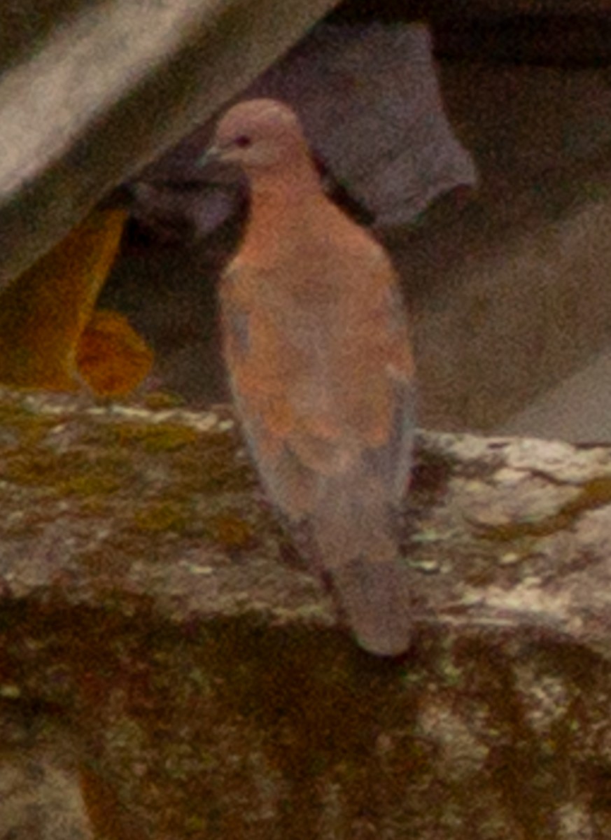 Laughing Dove - ML612718470
