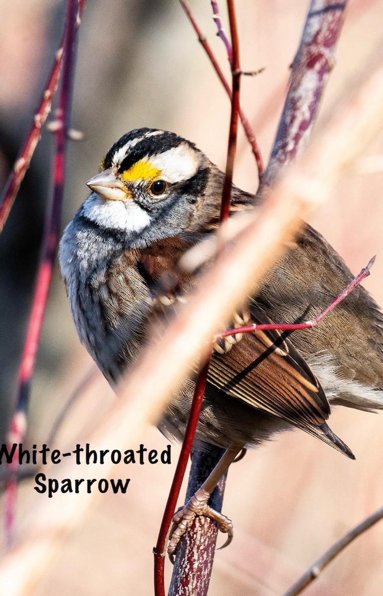 White-throated Sparrow - Chris Curl