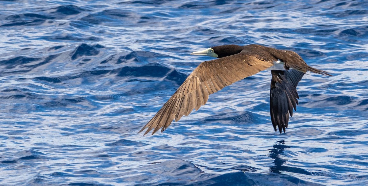 Brown Booby - ML612719144