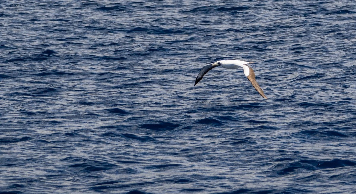 Masked Booby - ML612719183