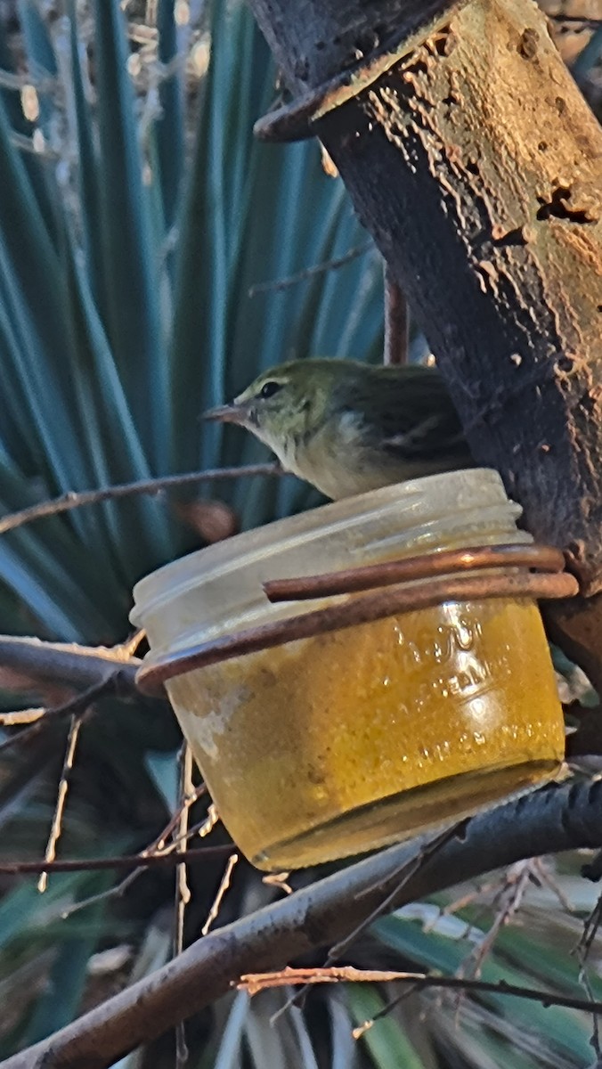 Bay-breasted Warbler - ML612719476